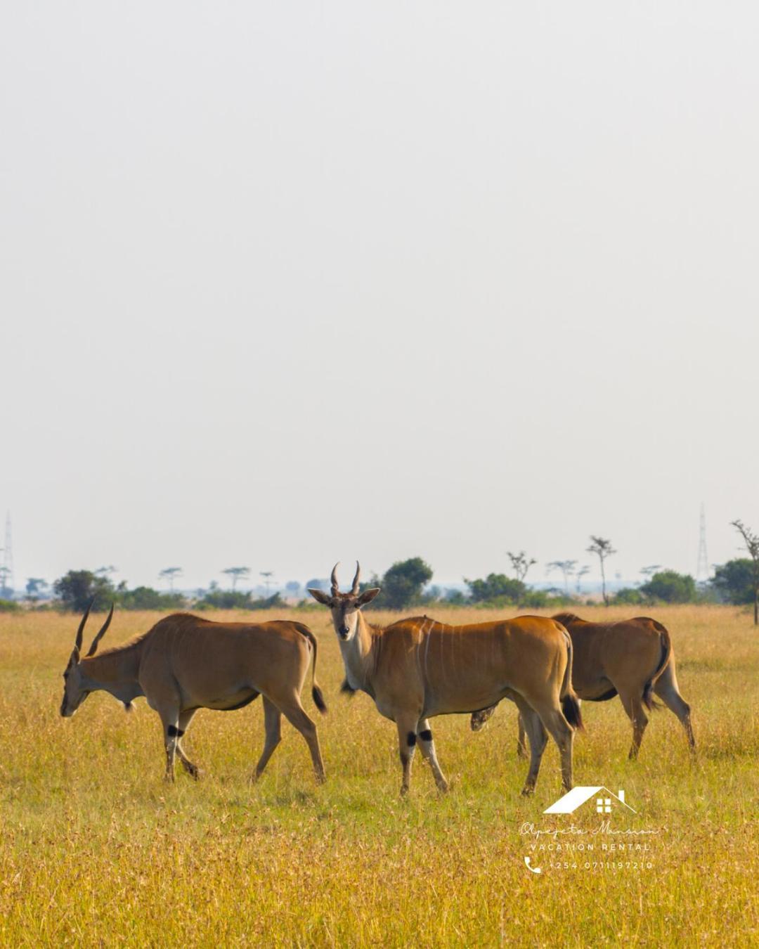 Willa Ol Pejeta Mansion Nanyuki Zewnętrze zdjęcie