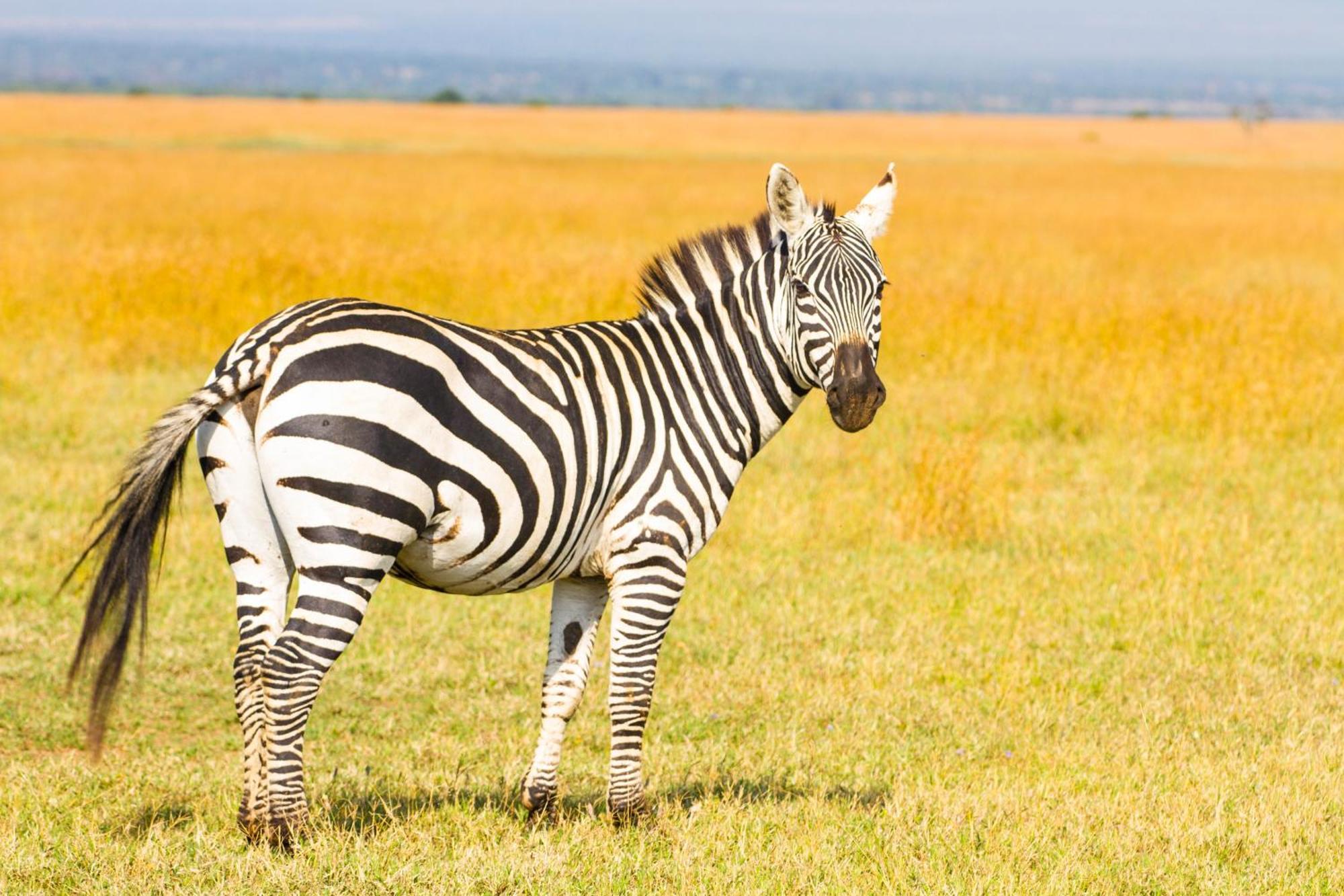 Willa Ol Pejeta Mansion Nanyuki Zewnętrze zdjęcie